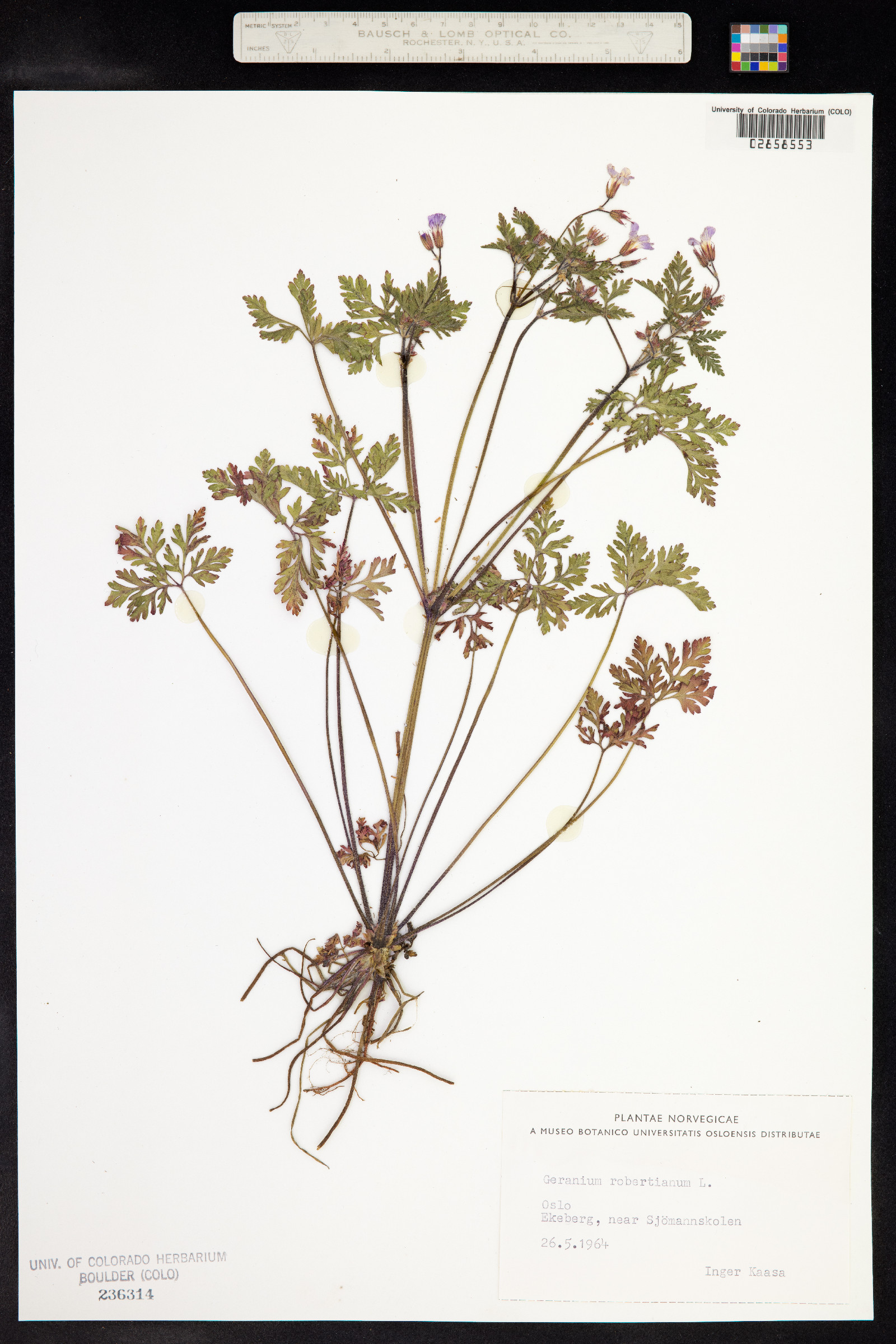 Geranium robertianum image
