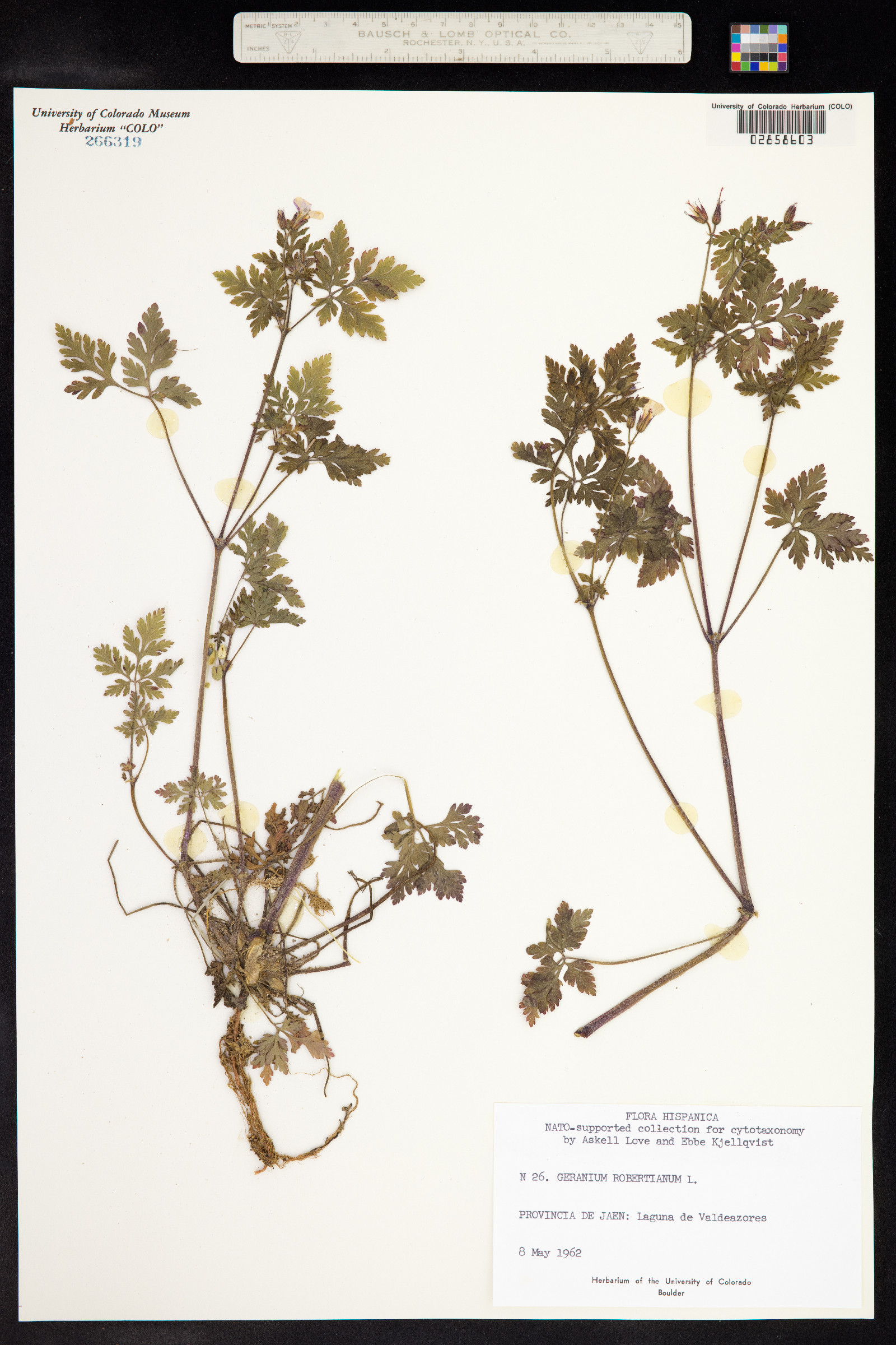 Geranium robertianum image