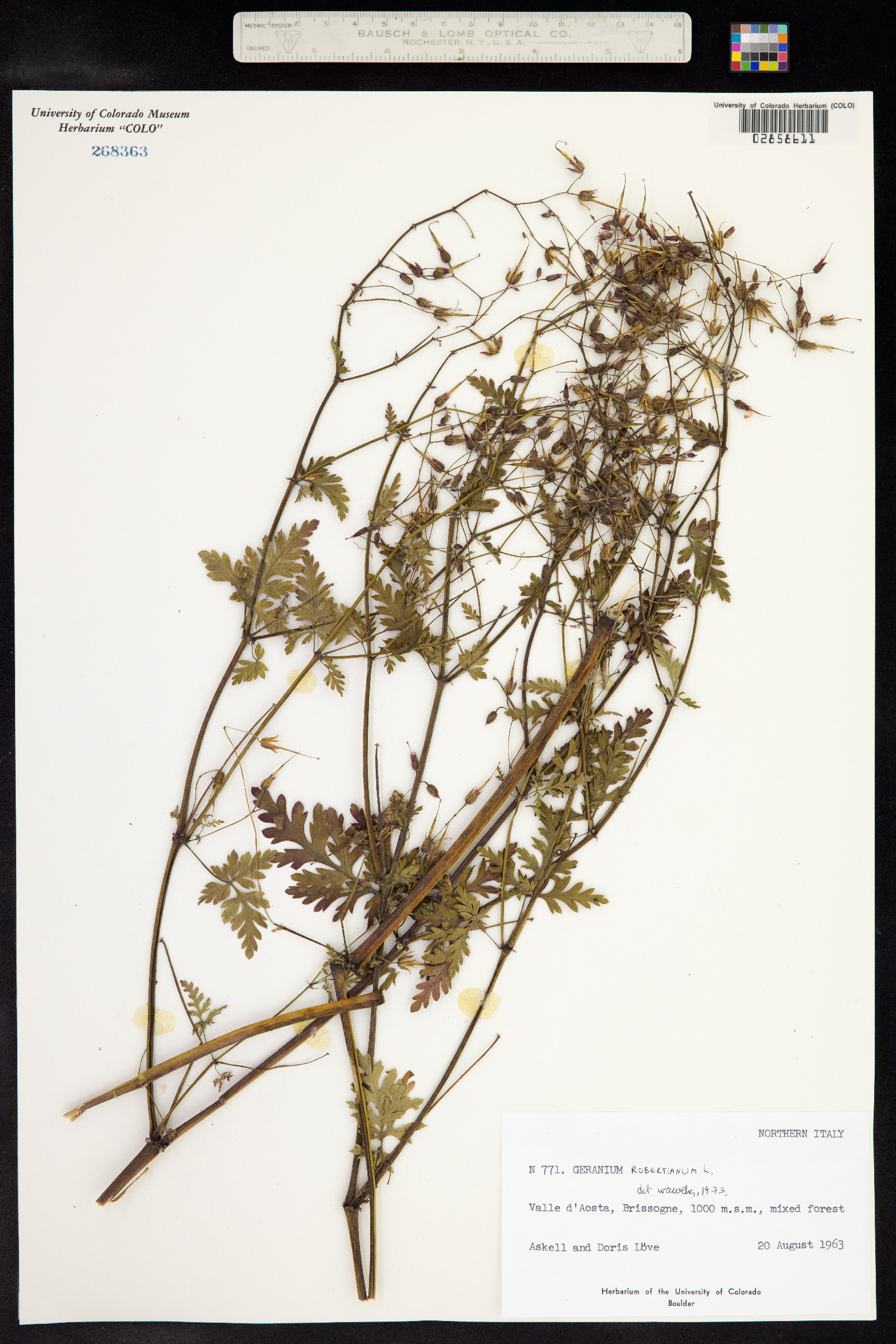 Geranium robertianum image
