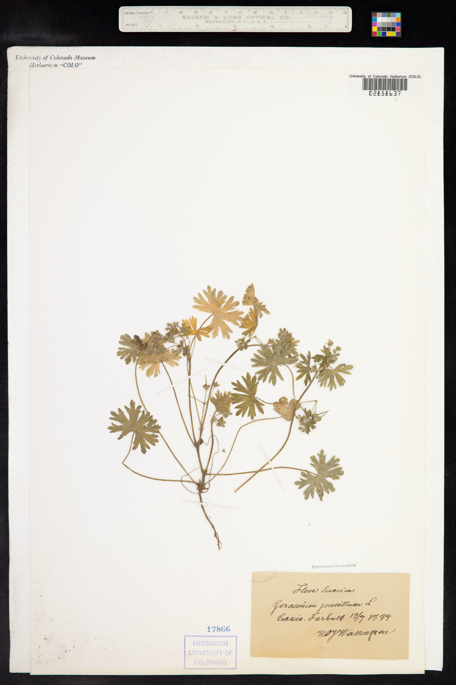 Geranium pusillum image