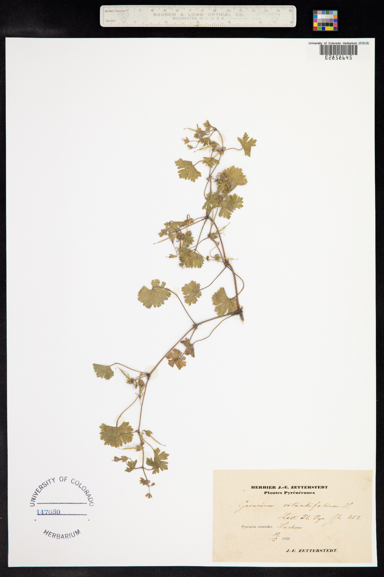 Geranium rotundifolium image