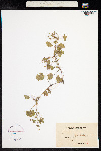 Geranium rotundifolium image