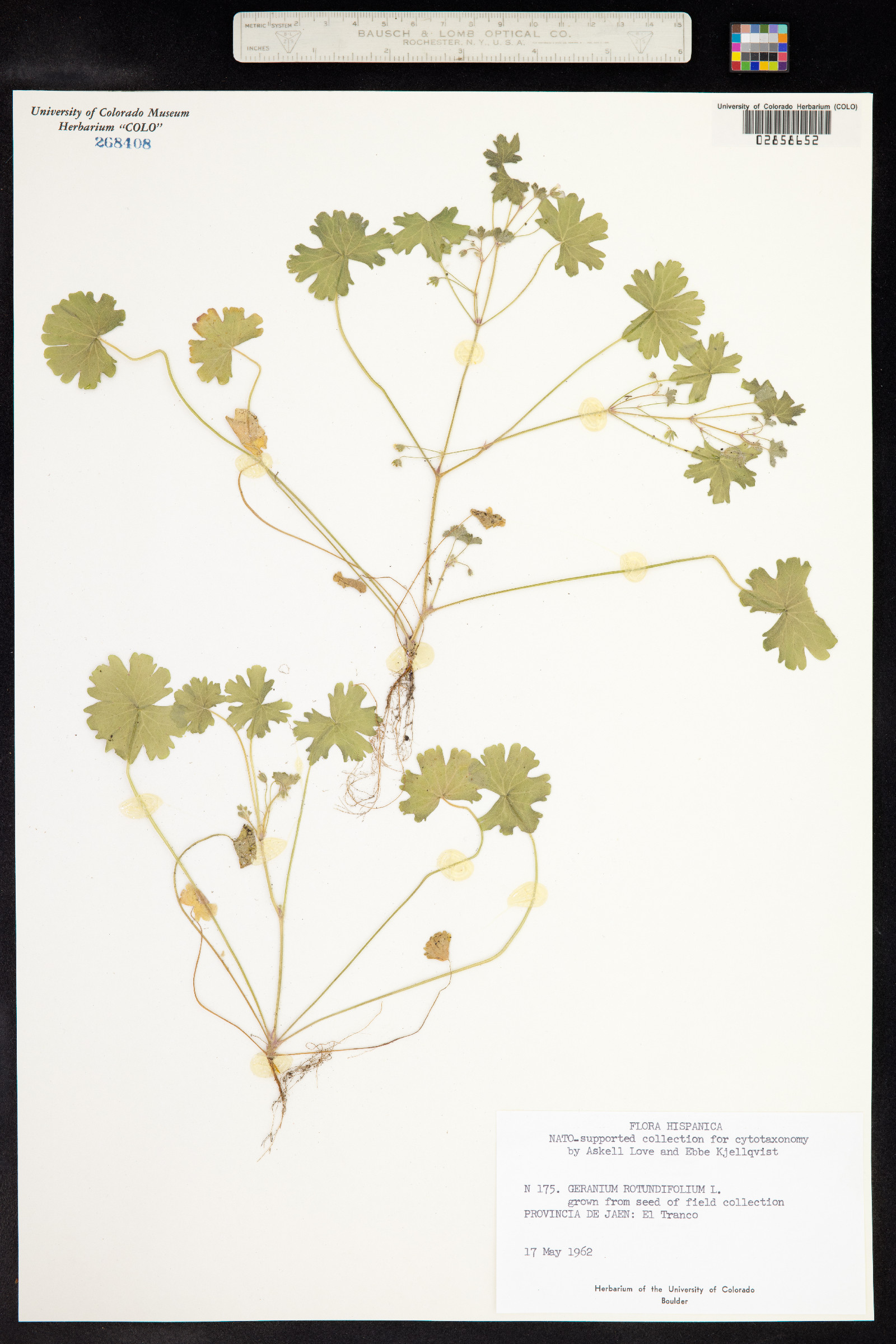 Geranium rotundifolium image