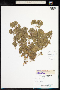 Geranium rotundifolium image