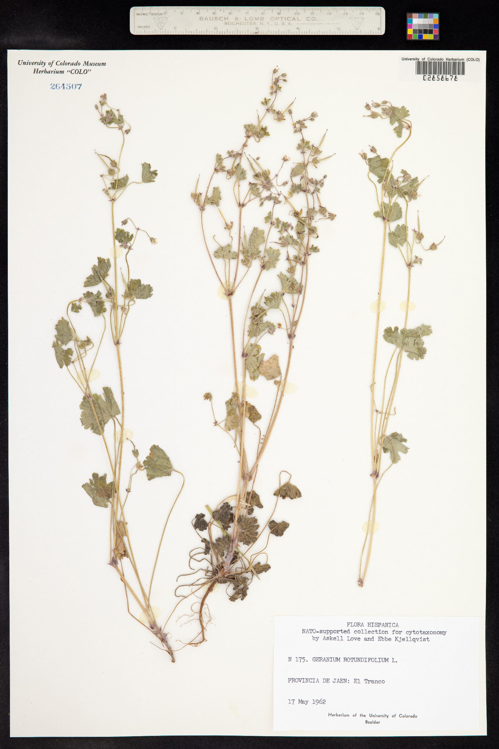 Geranium rotundifolium image