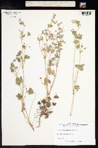 Geranium rotundifolium image
