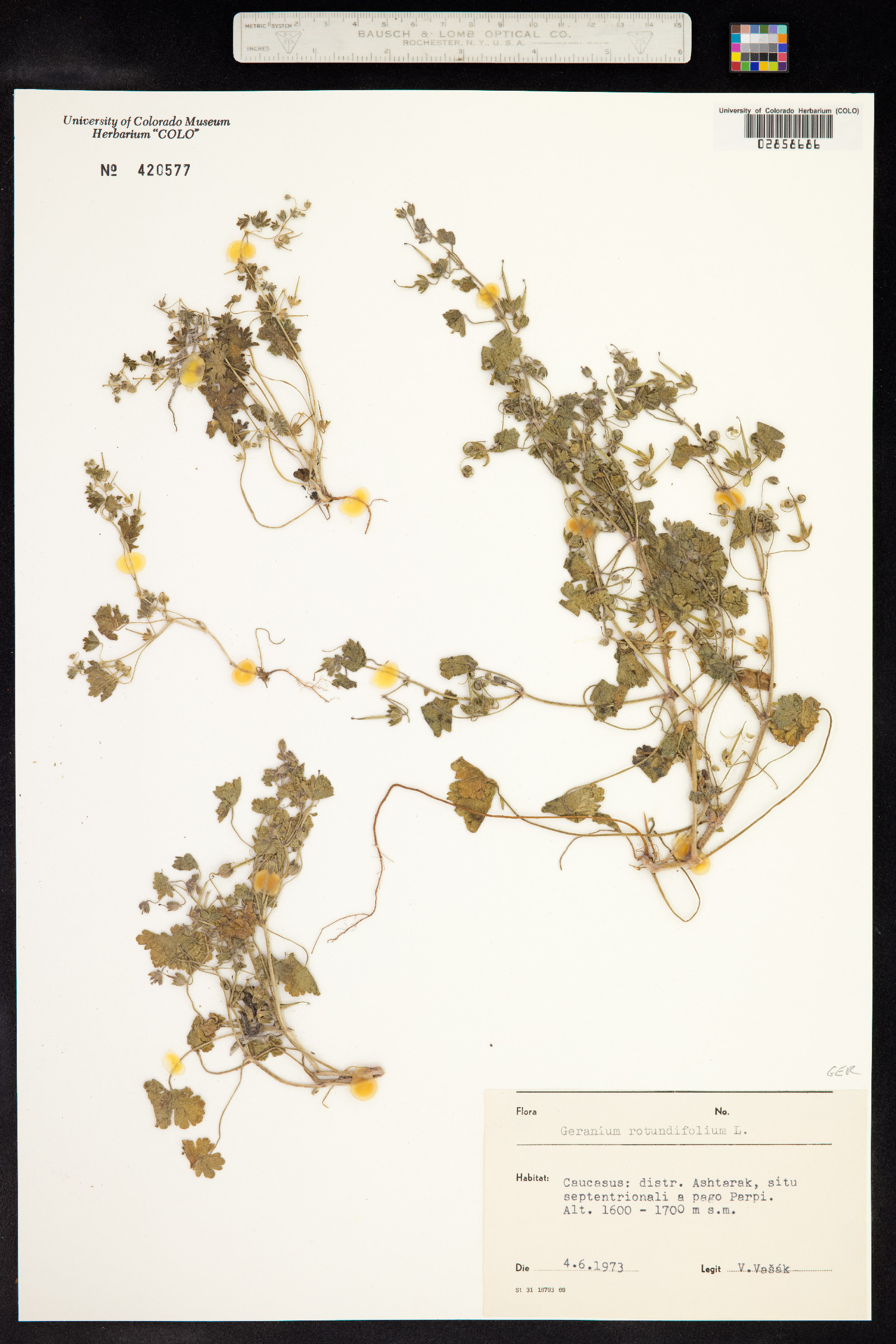 Geranium rotundifolium image