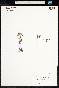 Geranium rotundifolium image