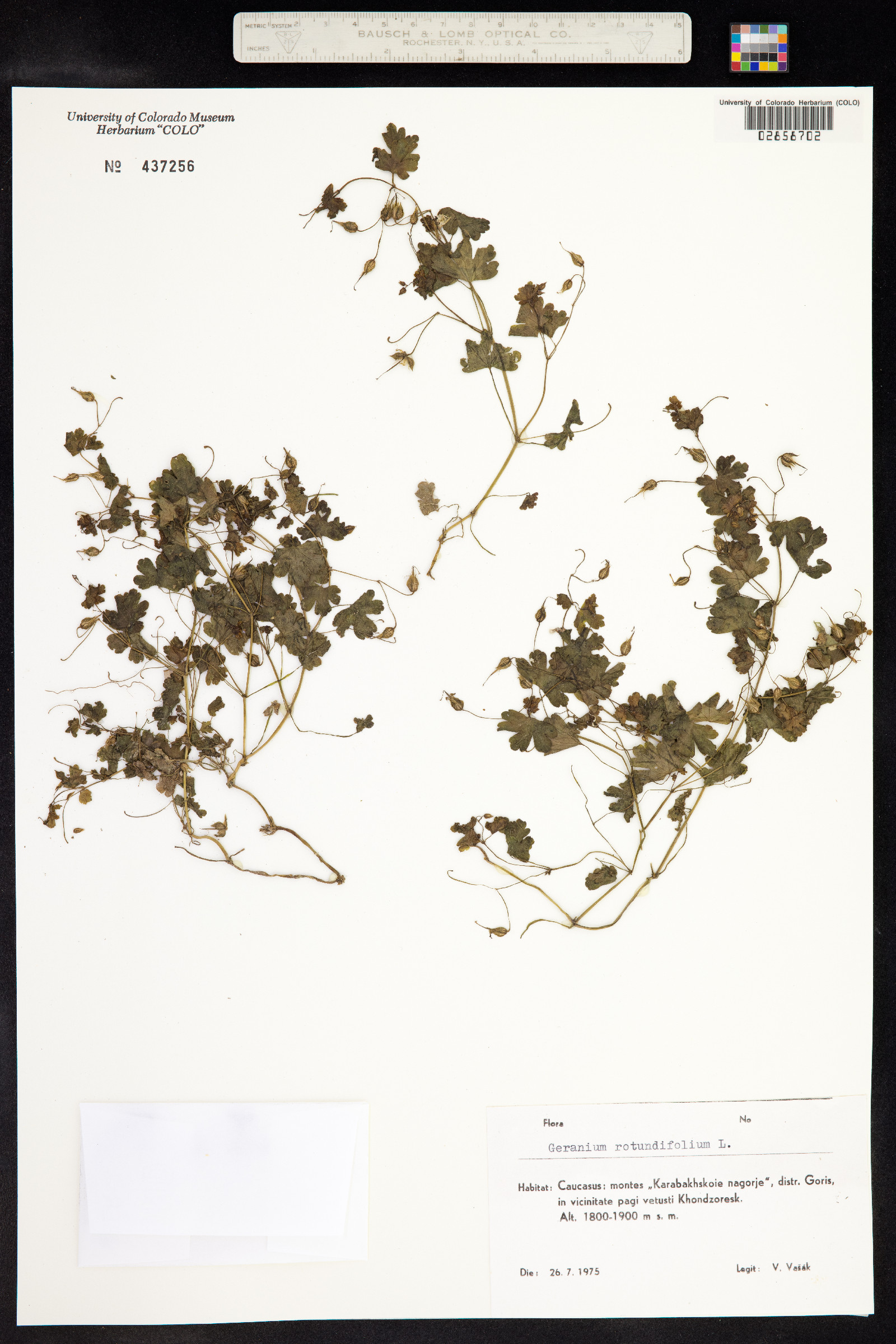 Geranium rotundifolium image