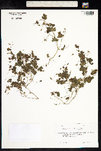 Geranium rotundifolium image