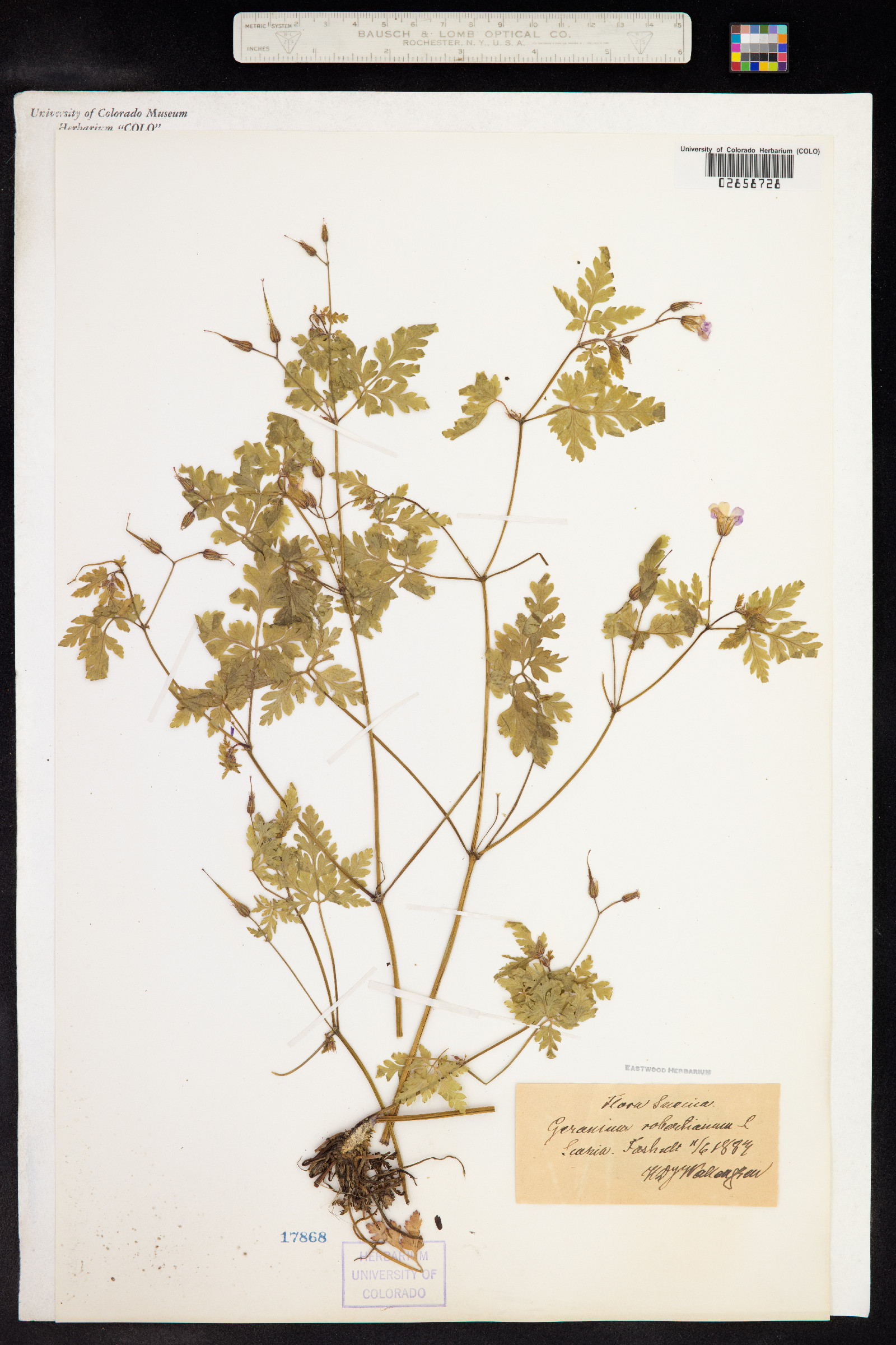 Geranium robertianum image