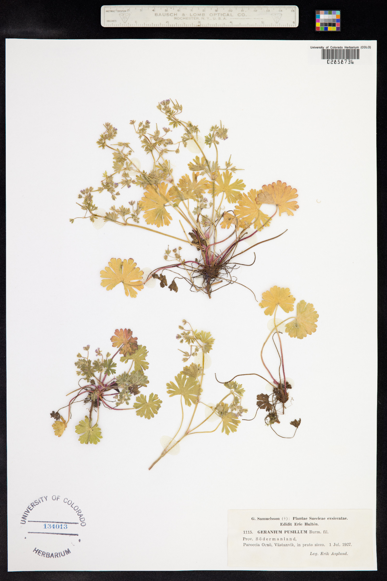 Geranium pusillum image