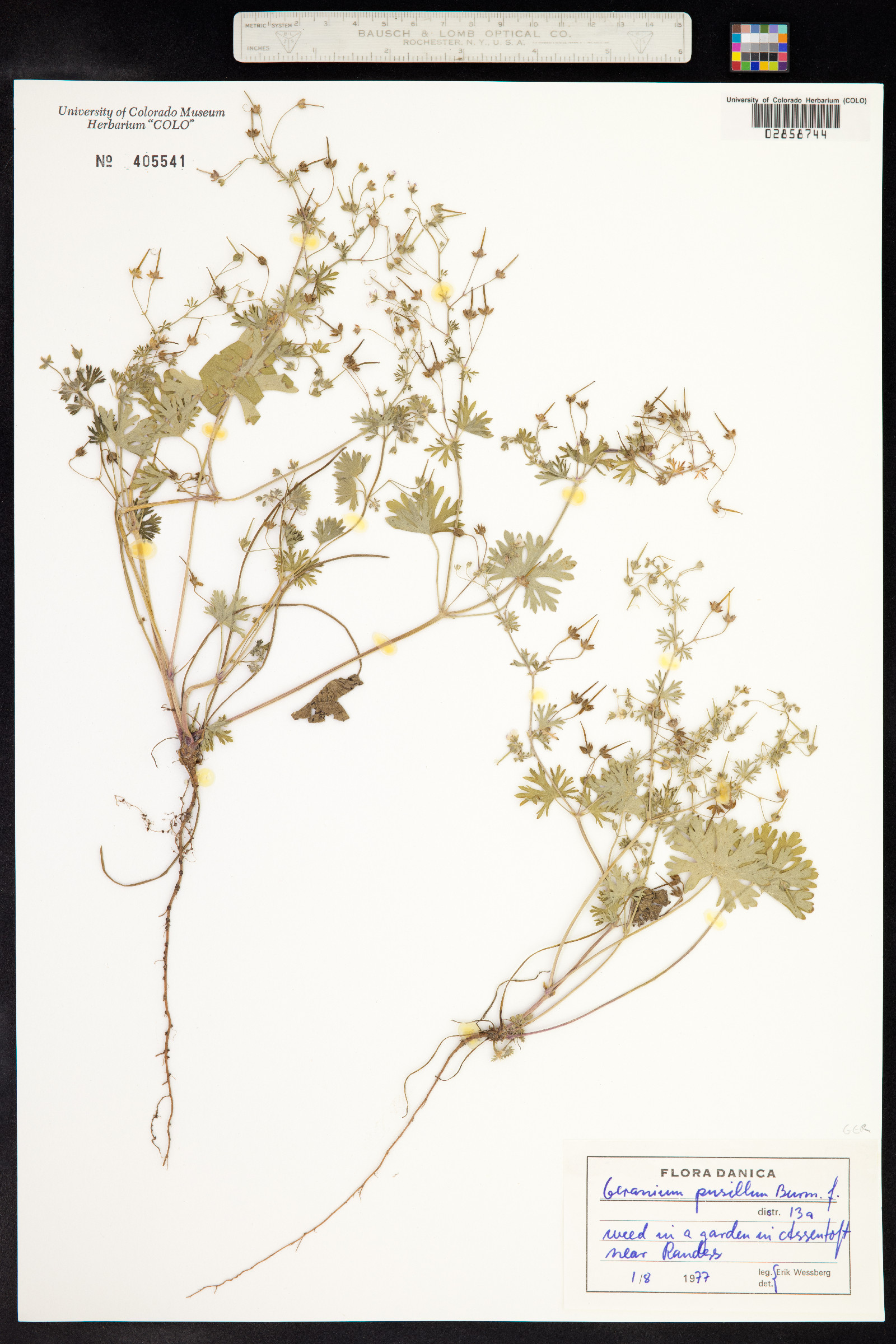 Geranium pusillum image