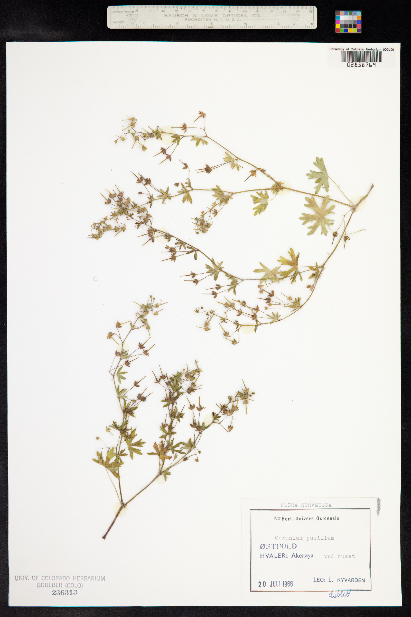 Geranium pusillum image