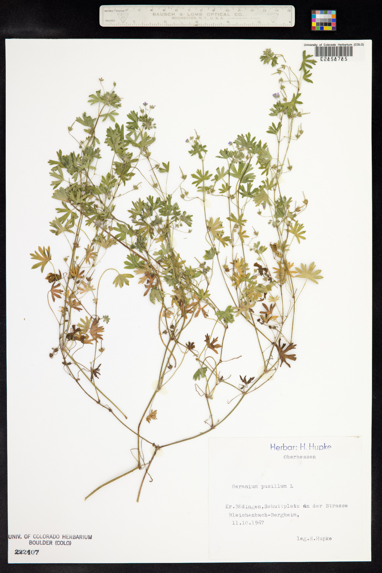 Geranium pusillum image