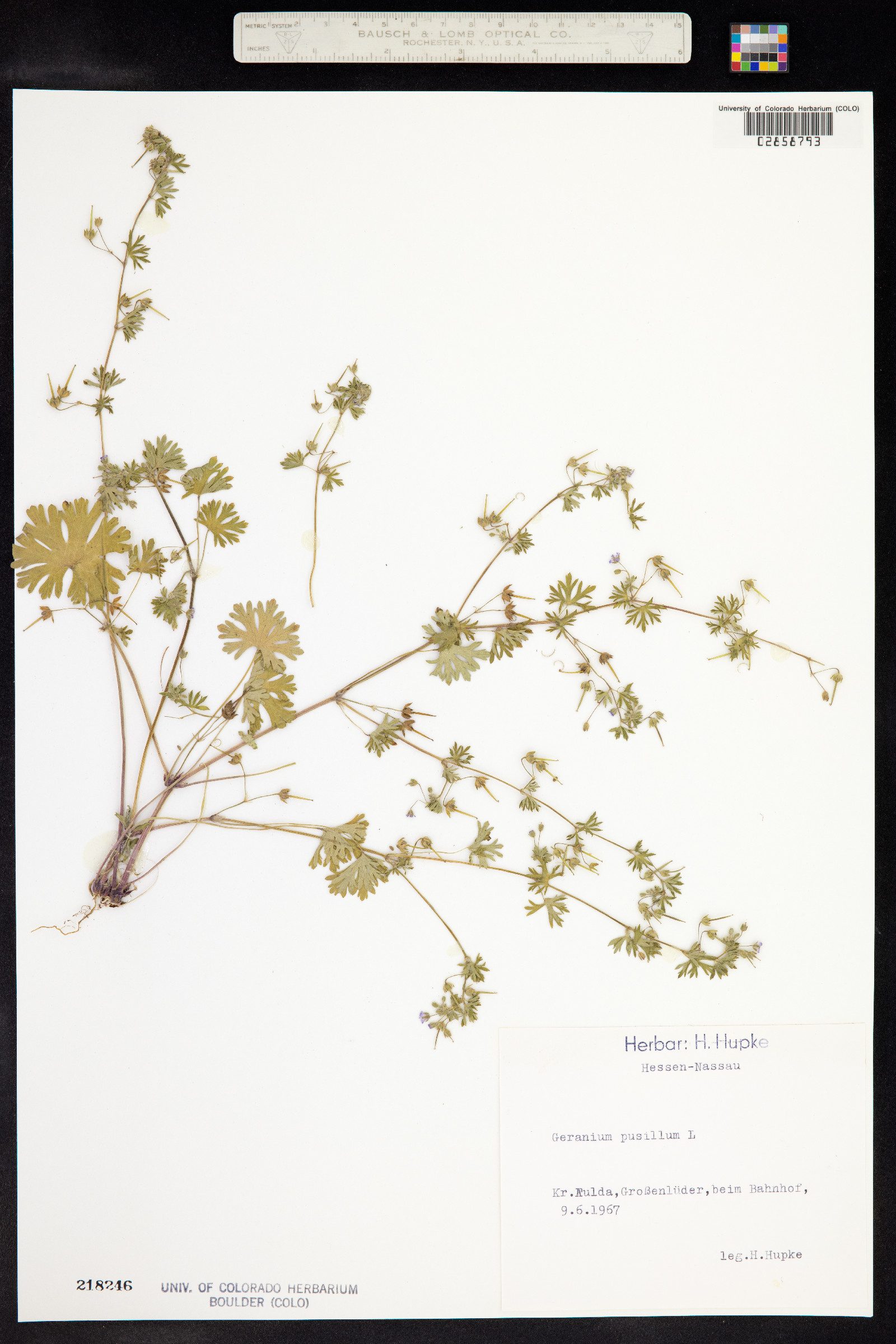 Geranium pusillum image