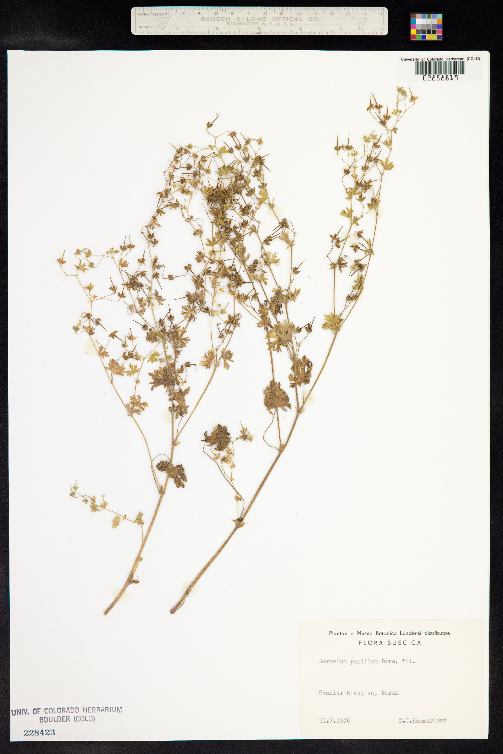 Geranium pusillum image