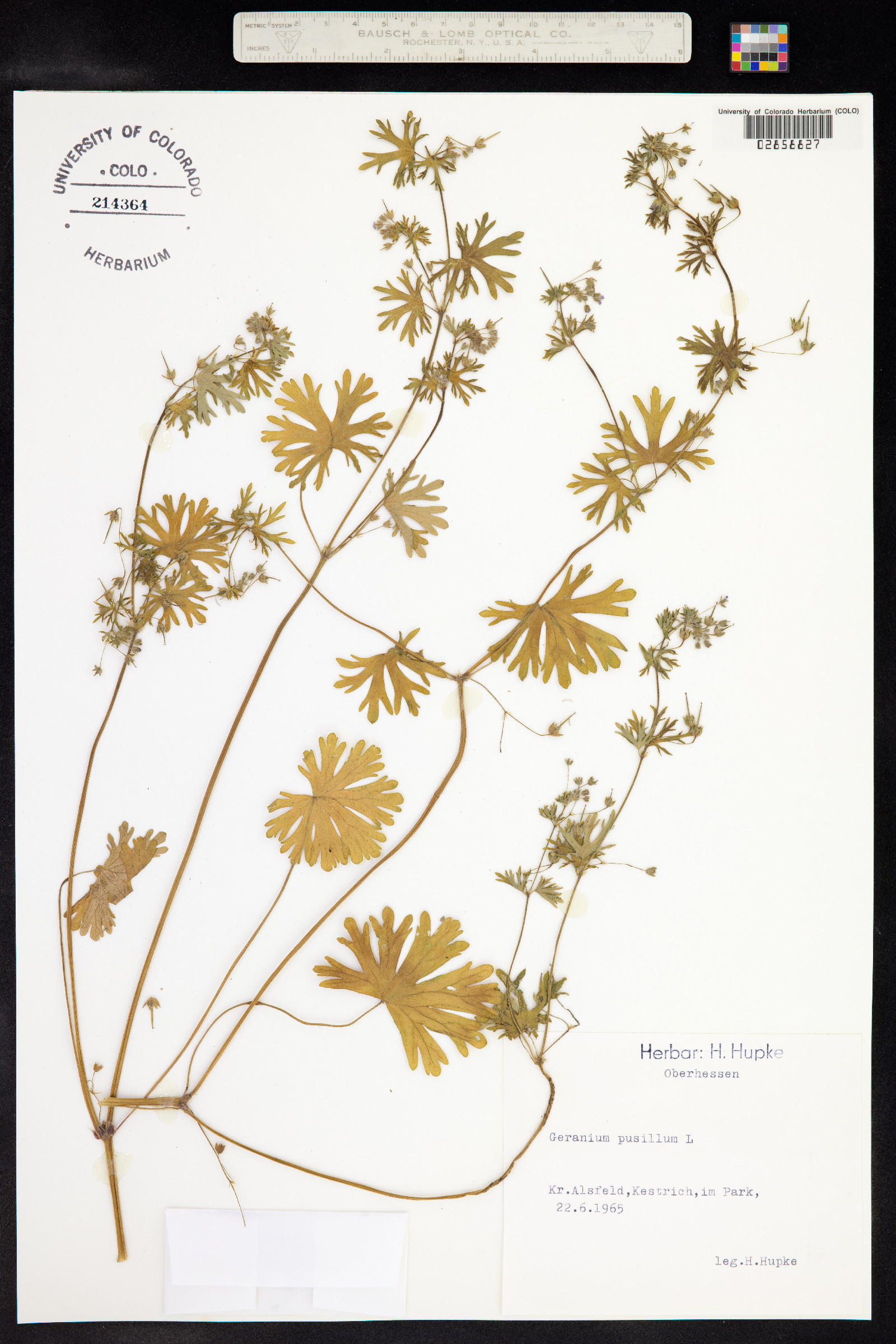 Geranium pusillum image