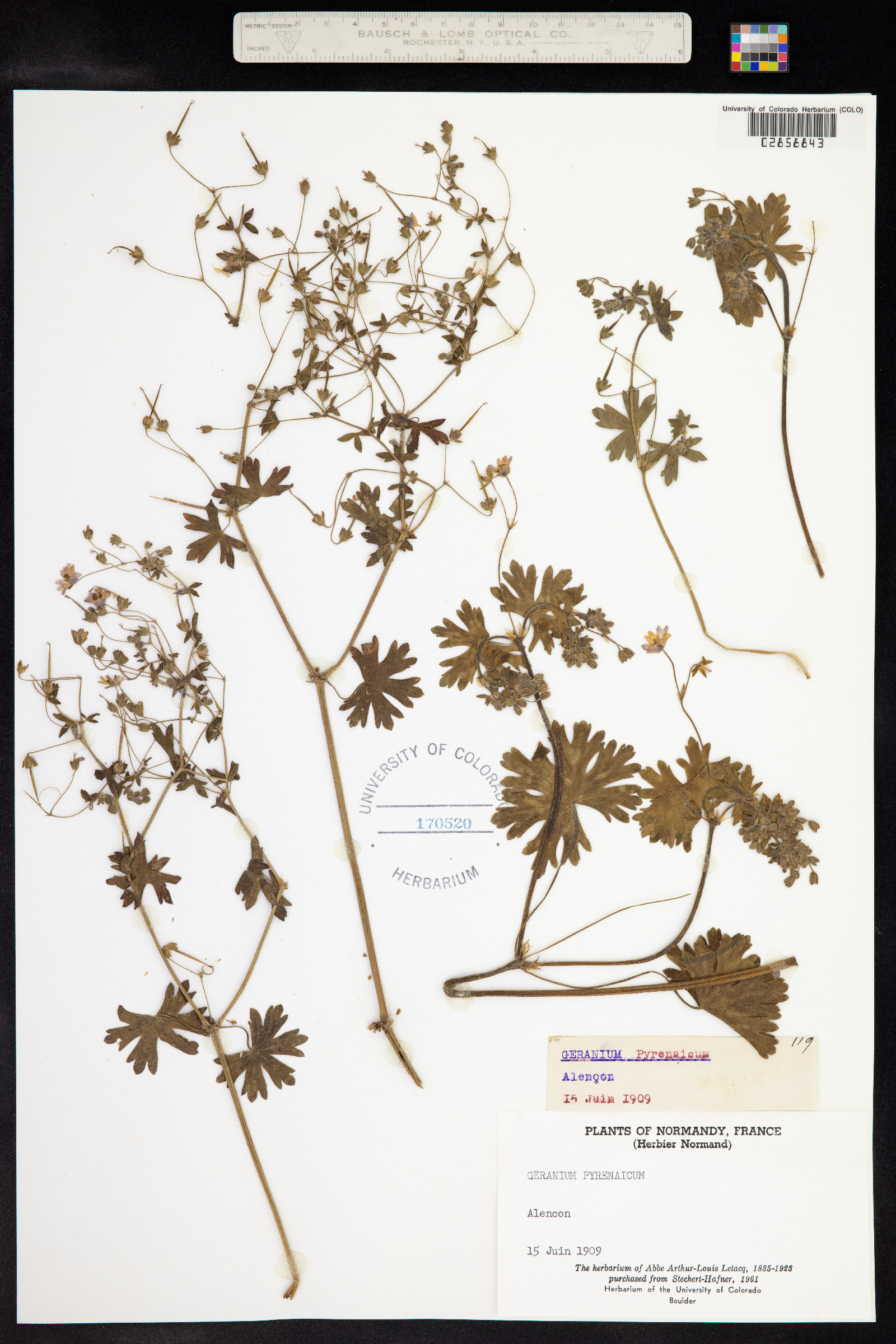 Geranium pyrenaicum image