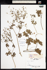 Geranium pyrenaicum image