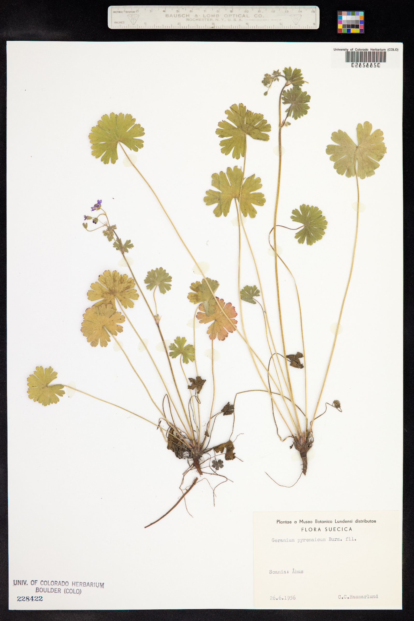 Geranium pyrenaicum image