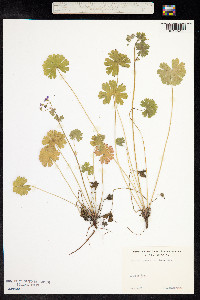 Geranium pyrenaicum image