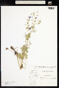 Geranium pyrenaicum image