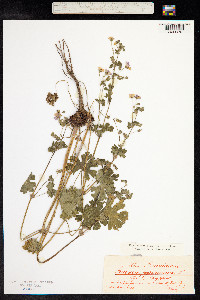 Geranium pyrenaicum image