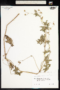 Geranium pyrenaicum image