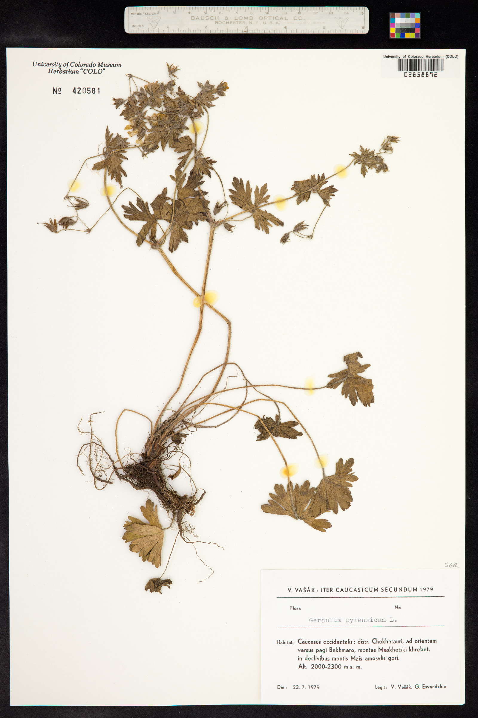 Geranium pyrenaicum image