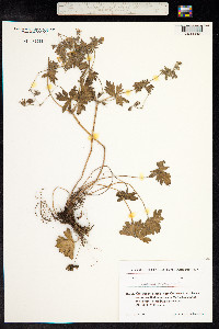 Geranium pyrenaicum image