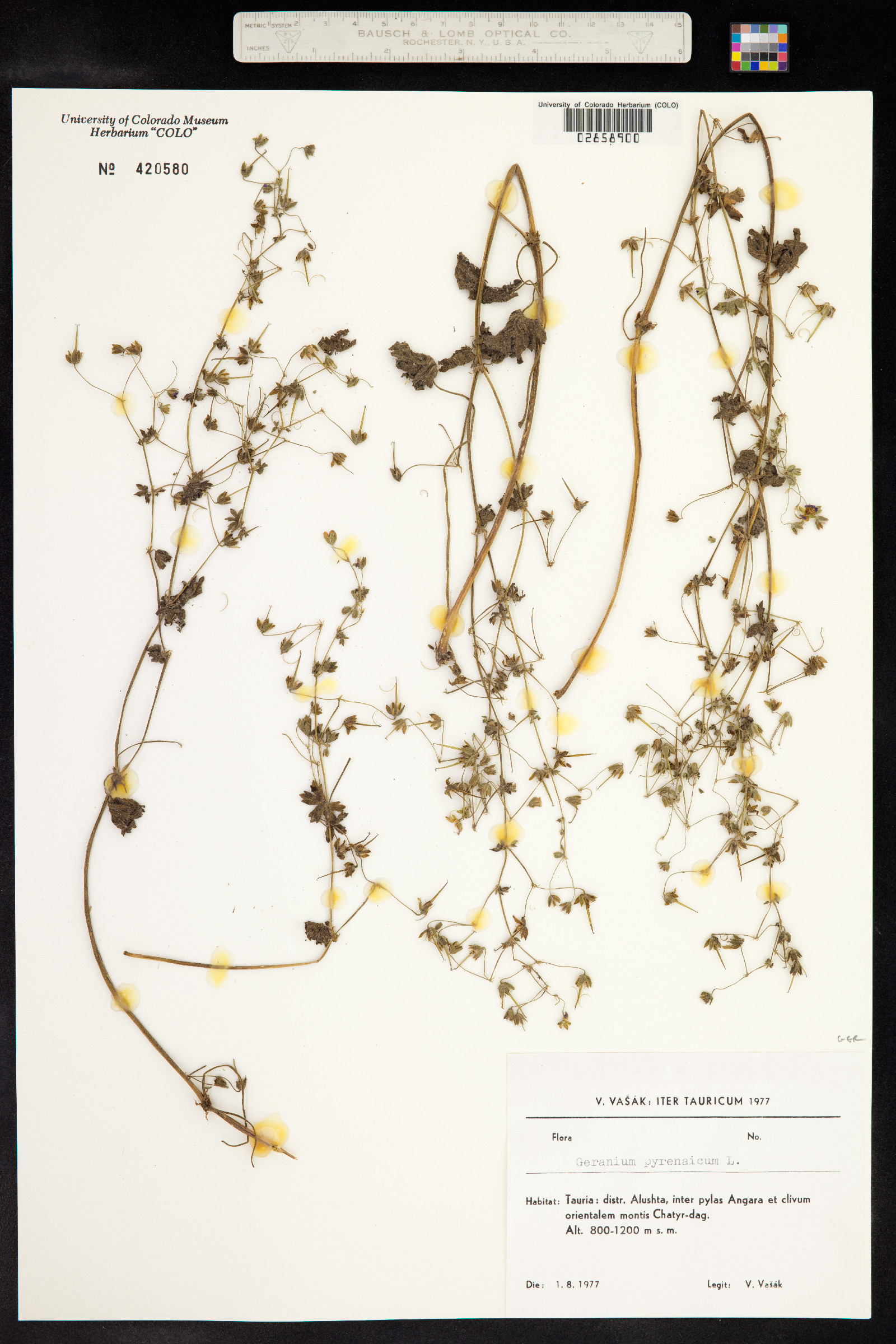 Geranium pyrenaicum image