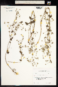 Geranium pyrenaicum image