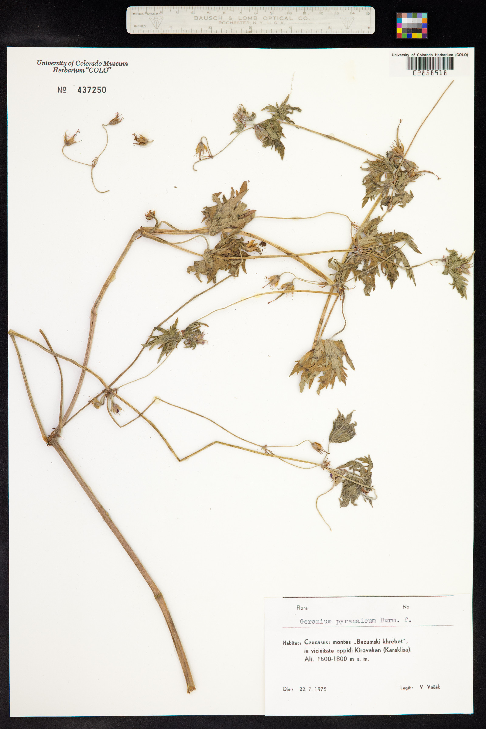 Geranium pyrenaicum image