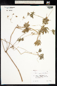 Geranium pyrenaicum image