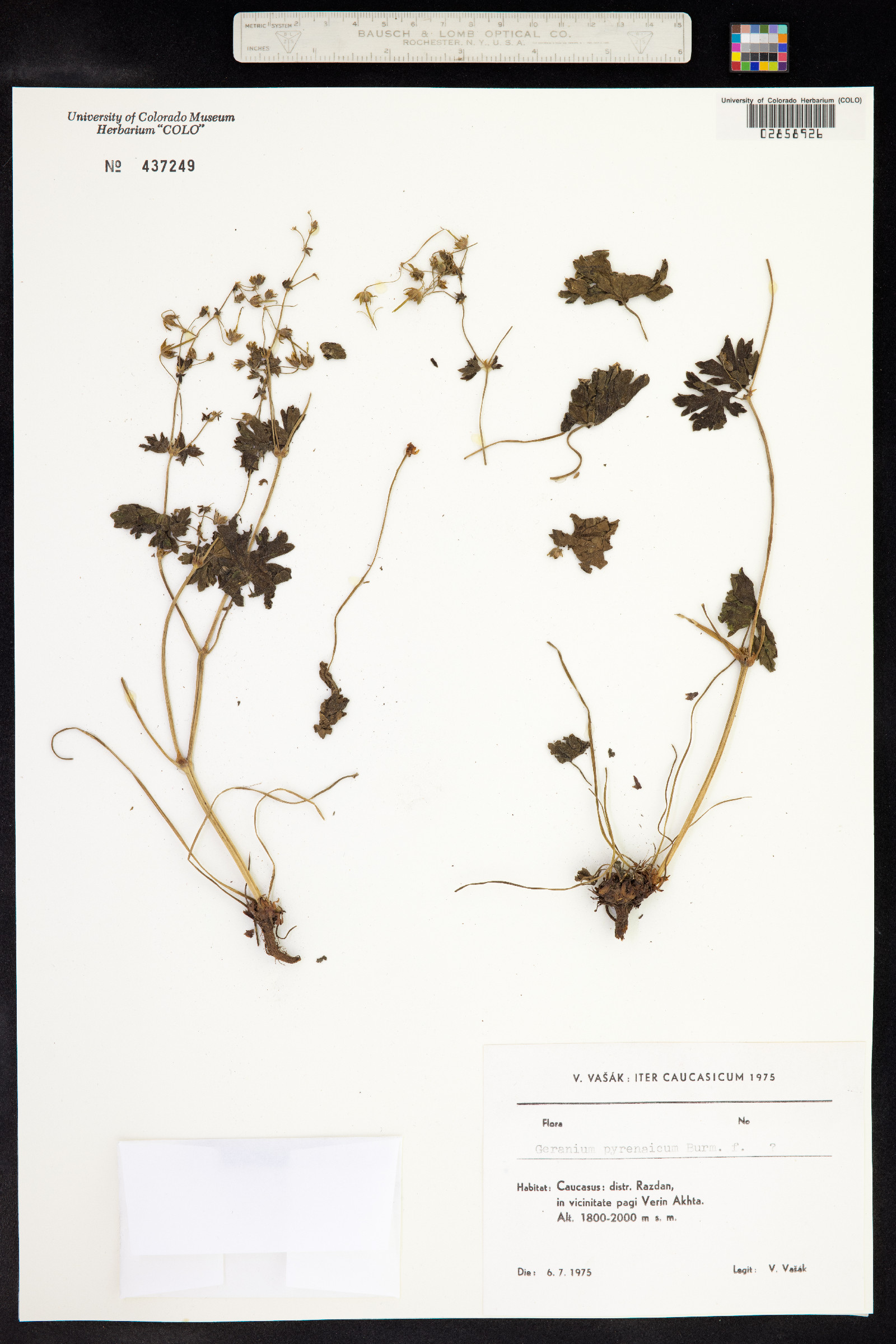Geranium pyrenaicum image