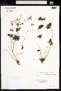 Geranium pyrenaicum image