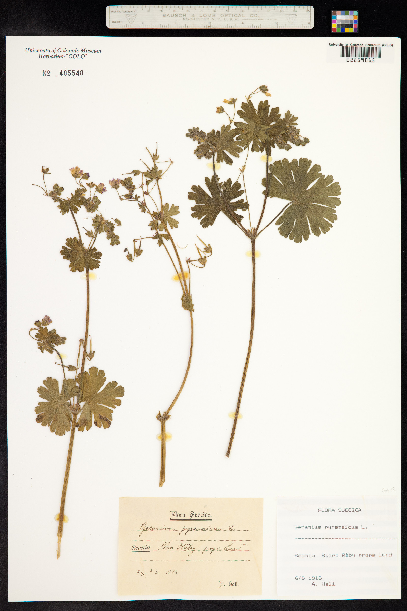 Geranium pyrenaicum image