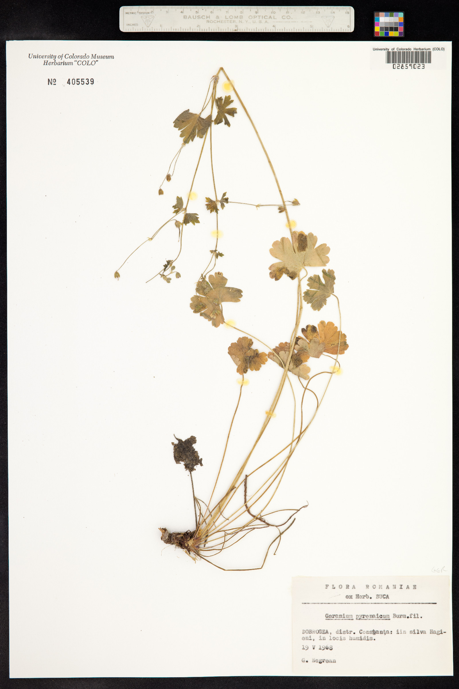 Geranium pyrenaicum image