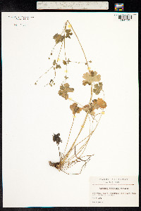 Geranium pyrenaicum image