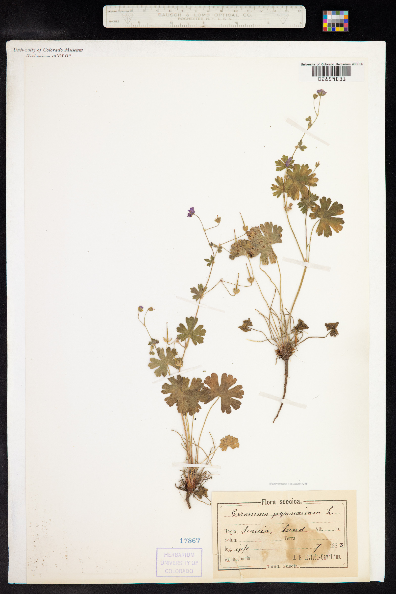 Geranium pyrenaicum image