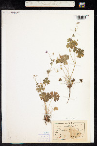 Geranium pyrenaicum image