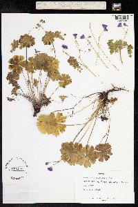 Geranium pyrenaicum image