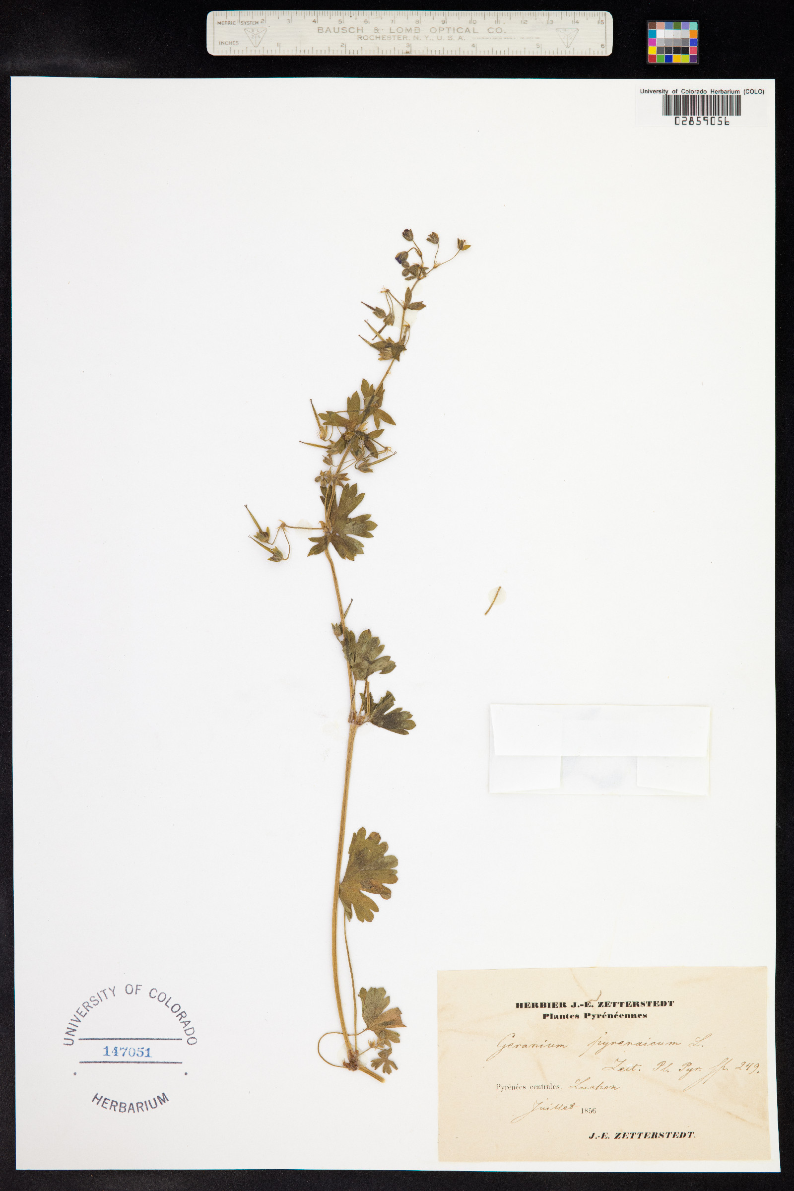Geranium pyrenaicum image