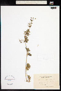 Geranium pyrenaicum image