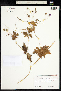 Geranium gracile image