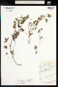 Geranium sibiricum image