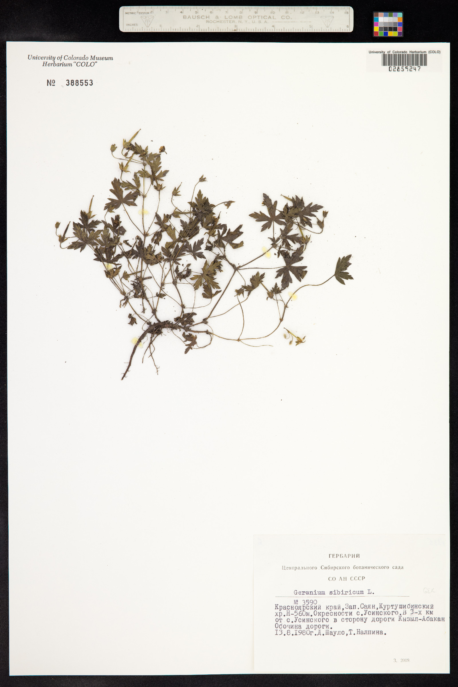 Geranium sibiricum image