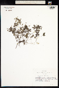 Geranium sibiricum image