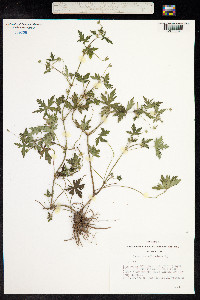 Geranium sibiricum image